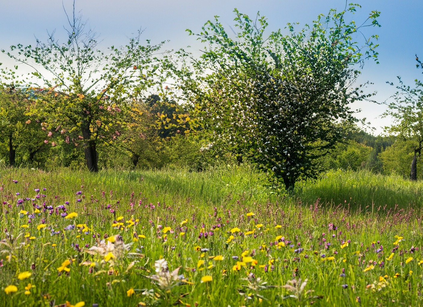 Streuobstwiese